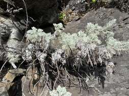 Imagem de Artemisia mauiensis (A. Gray) Skottsberg