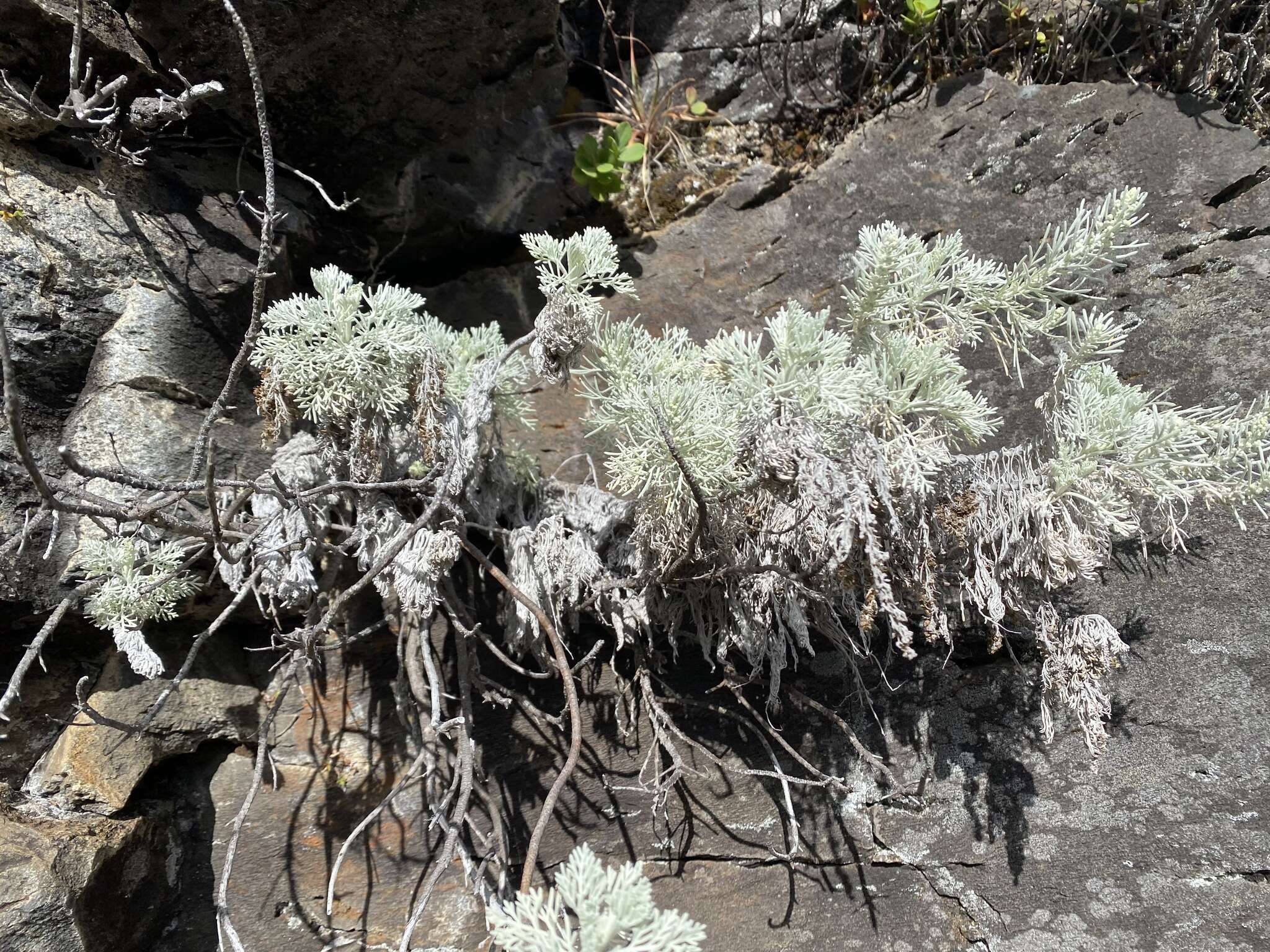 Imagem de Artemisia mauiensis (A. Gray) Skottsberg