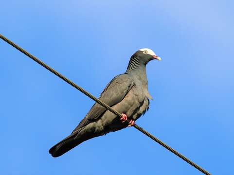 Image de Pigeon à couronne blanche