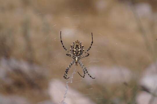 Image of Argiope lobata (Pallas 1772)