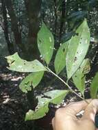 Imagem de Pyrenaria microcarpa (Dunn) H. Keng