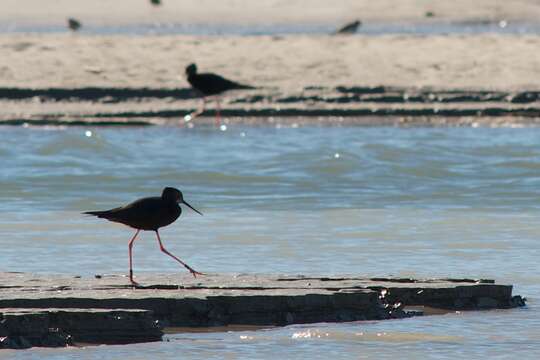 Image of Black Stilt