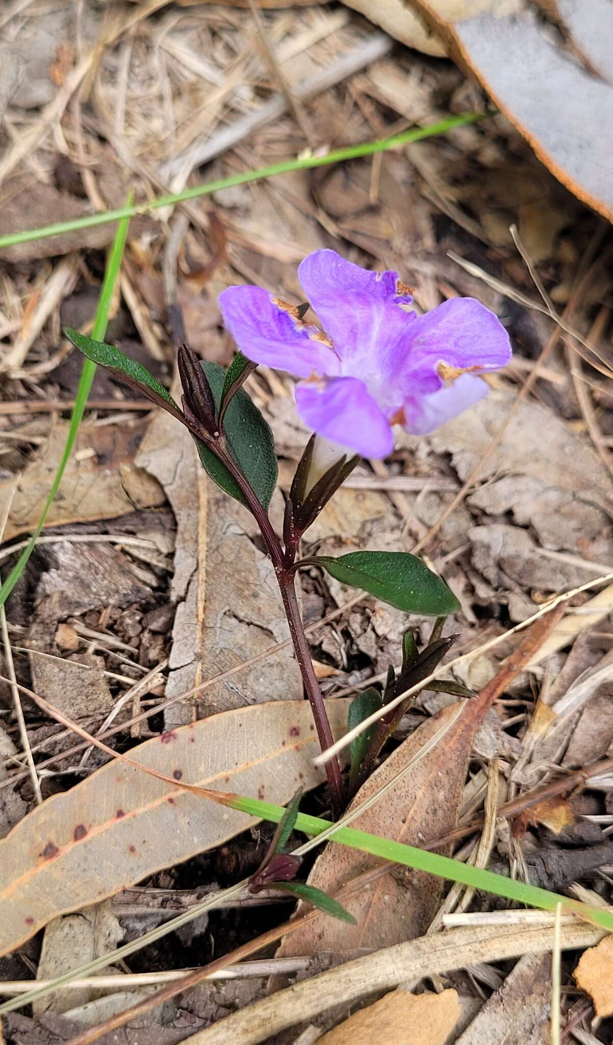 Image of Brunoniella pumilio (R. Br.) Bremek.