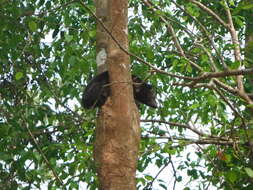 Image of Tree hyrax