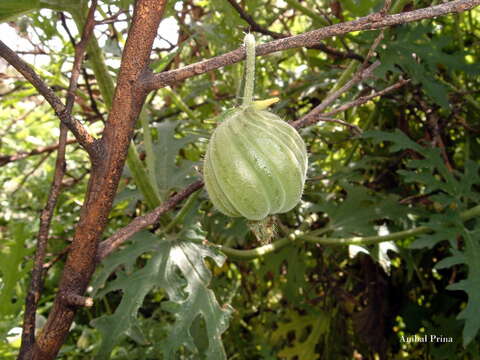 Image of Blumenbachia insignis Schrad.