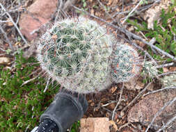 Image de Mammillaria grahamii Engelm.