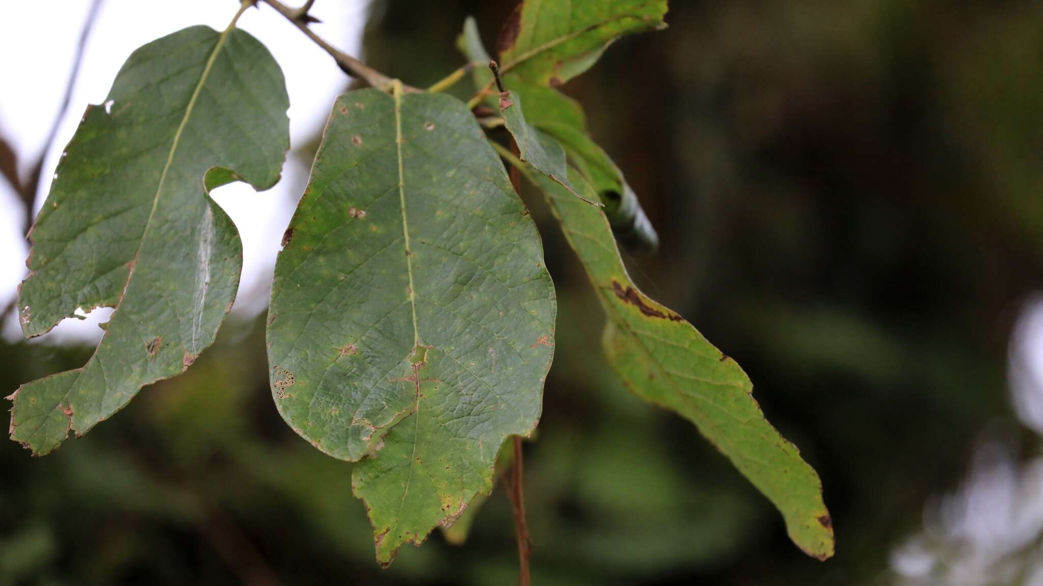 Imagem de Quercus polymorpha Schltdl. & Cham.