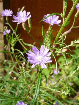 Lactuca tatarica (L.) C. A. Meyer resmi