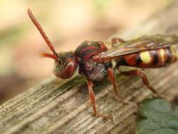 Image of Nomada ruficornis (Linnaeus 1758)