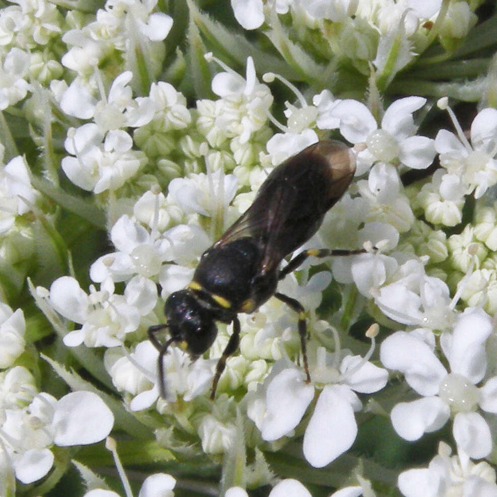 Hylaeus modestus Say 1837 resmi