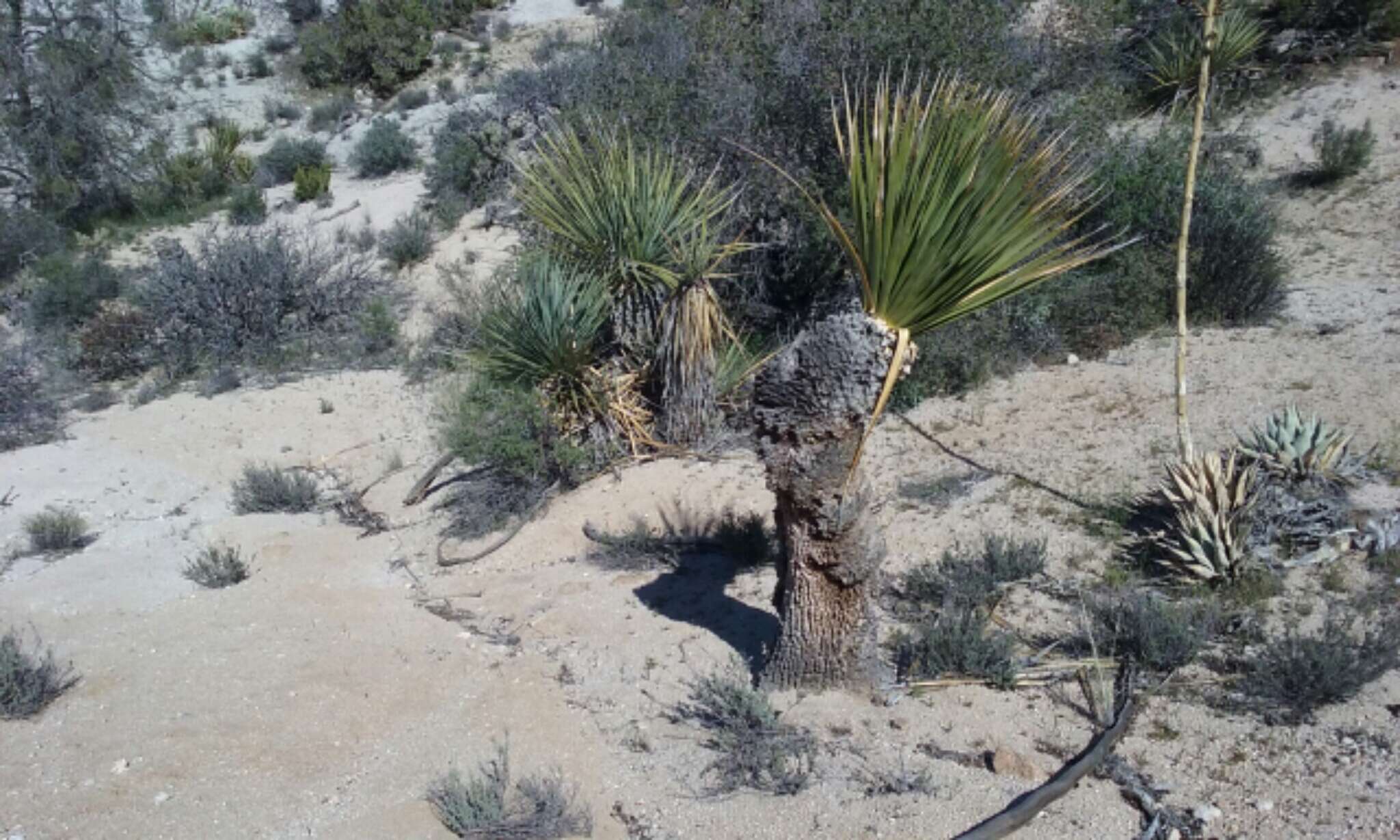 Image of Parry's beargrass