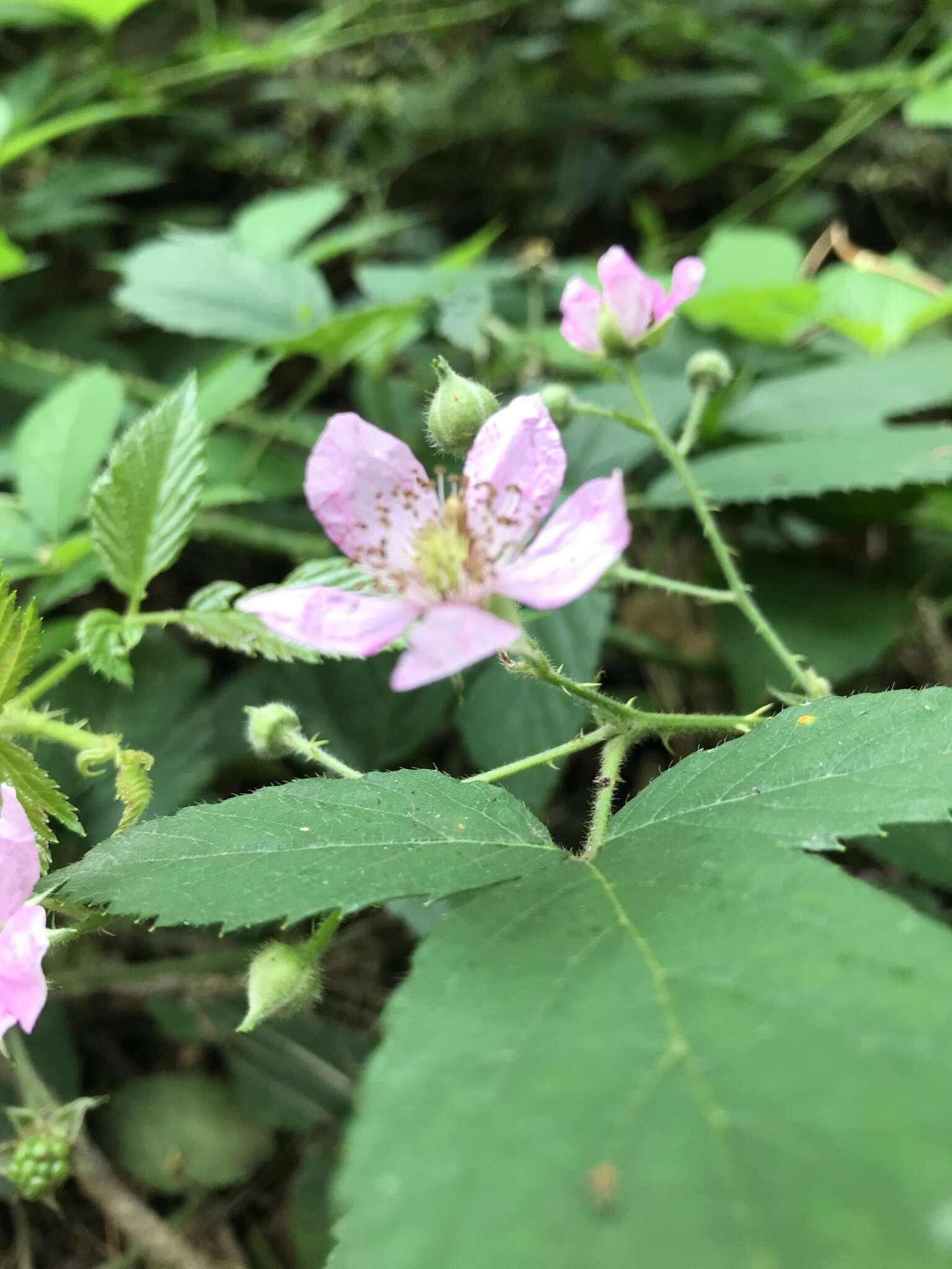 Image of Rubus sprengelii Weihe