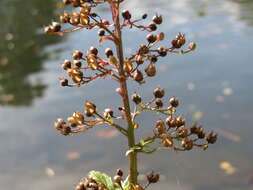 Scrophularia umbrosa Dum. resmi