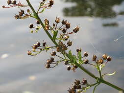 Scrophularia umbrosa Dum. resmi