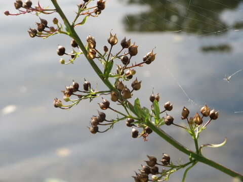 Imagem de Scrophularia umbrosa Dum.