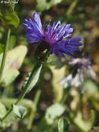 Image of Centaurea cyanoides Berggren & Wahlenb.