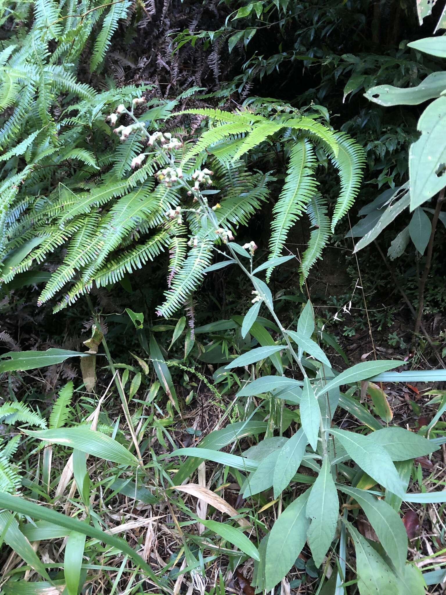 Image of Blumea formosana Kitam.