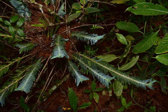 Dichaea glauca (Sw.) Lindl.的圖片