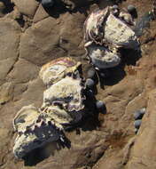 Image of Sydney rock oyster