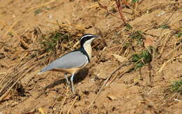 Image of Egyptian plovers