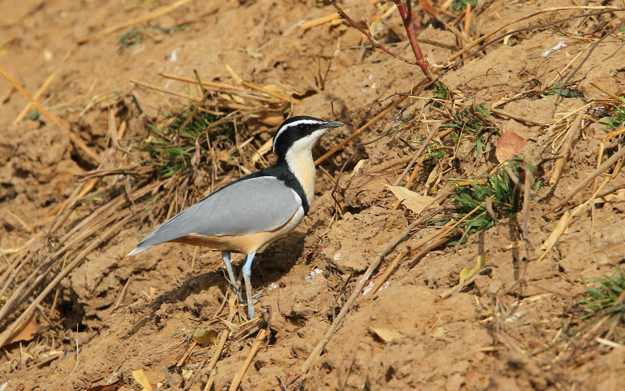 Image de Pluvianidae