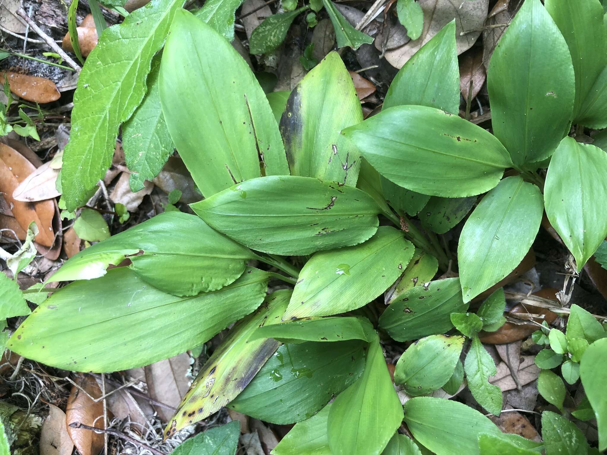 Image of Cape Francais Stalk Grass