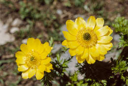 Image of Adonis chrysocyatha Hook. fil. & Thomson