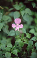 Image of Impatiens pseudoviola Gilg