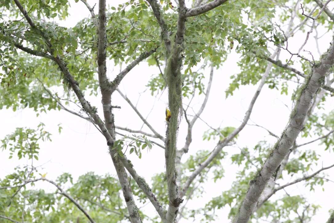 Image of Olive-headed Weaver