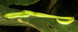 Image of March's Palm Pit Viper