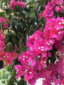 Imagem de Bougainvillea spectabilis Willd.