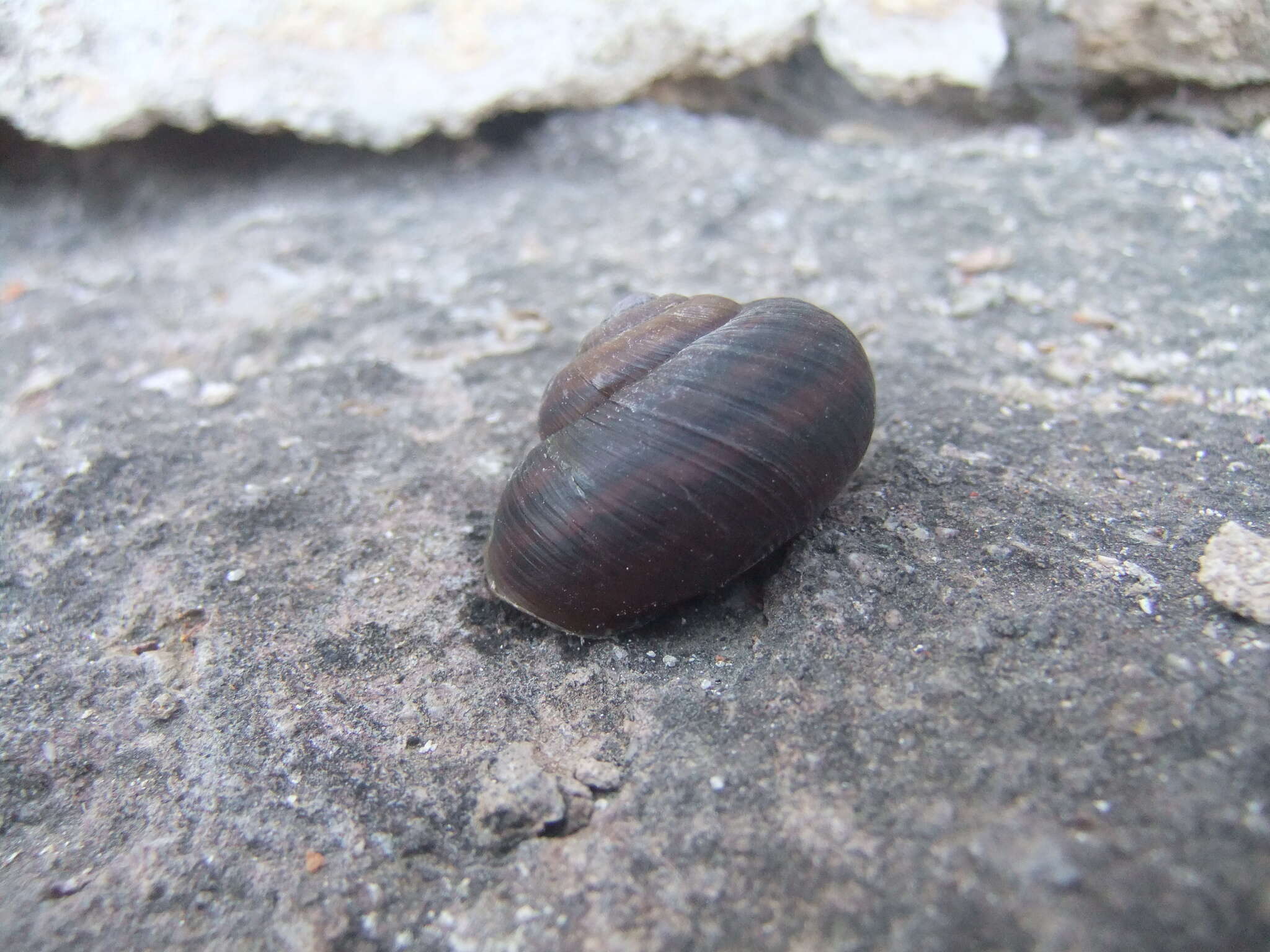 Image of Snail