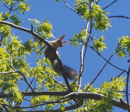 Image de Sciurus vulgaris exalbidus Pallas 1778