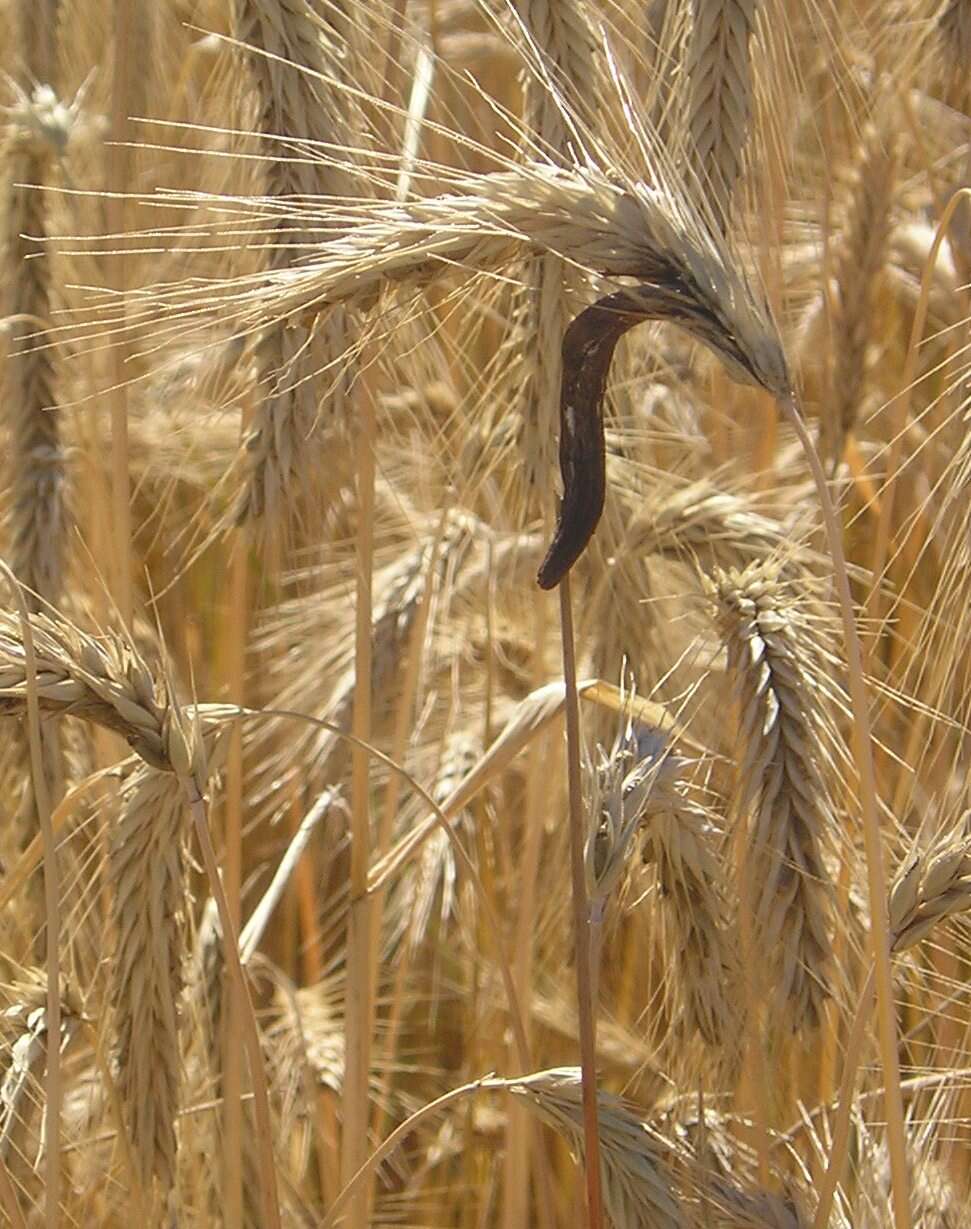 Image of Ergot