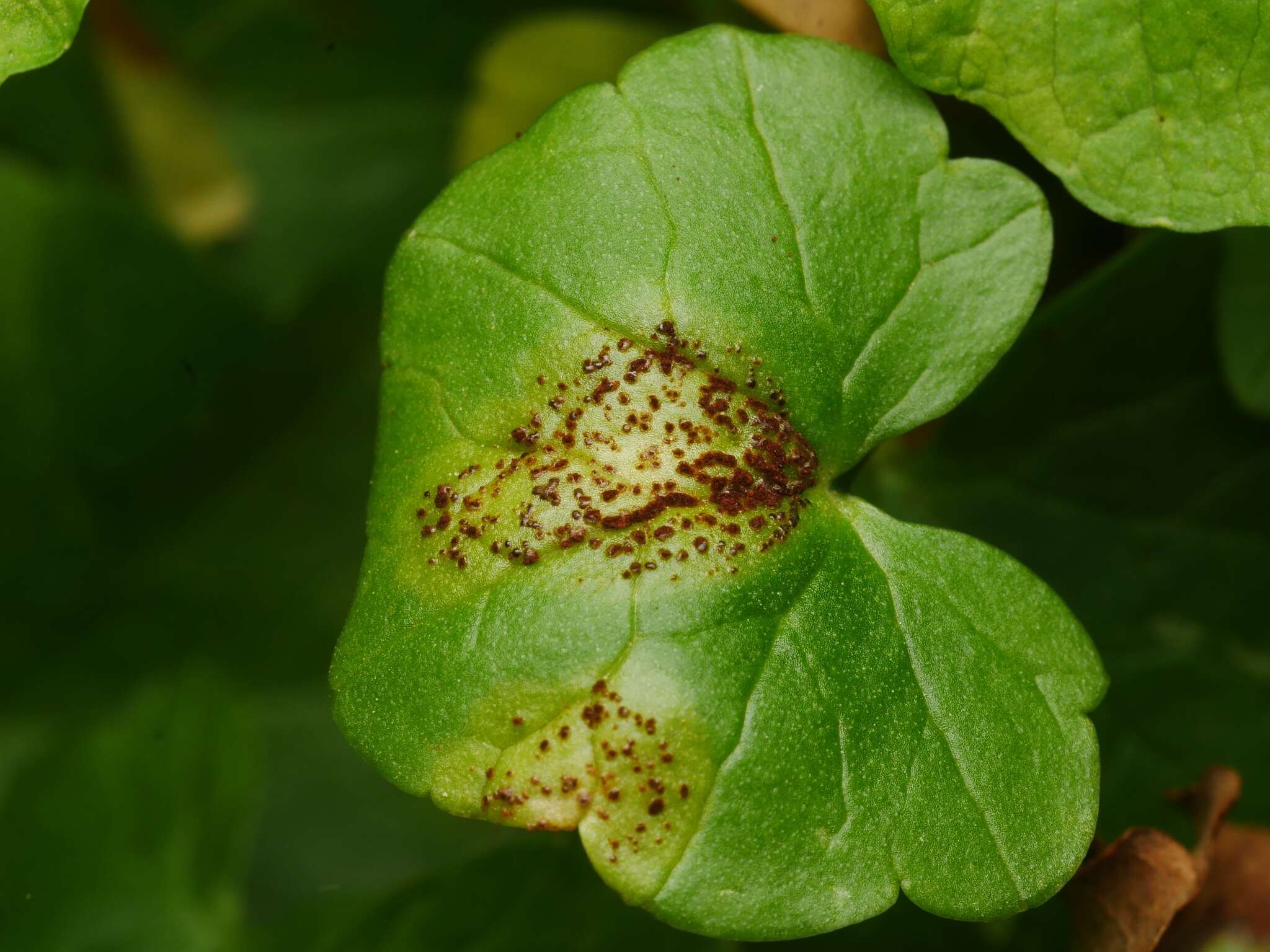 Uromyces ficariae (Schumach.) Lév. 1860 resmi