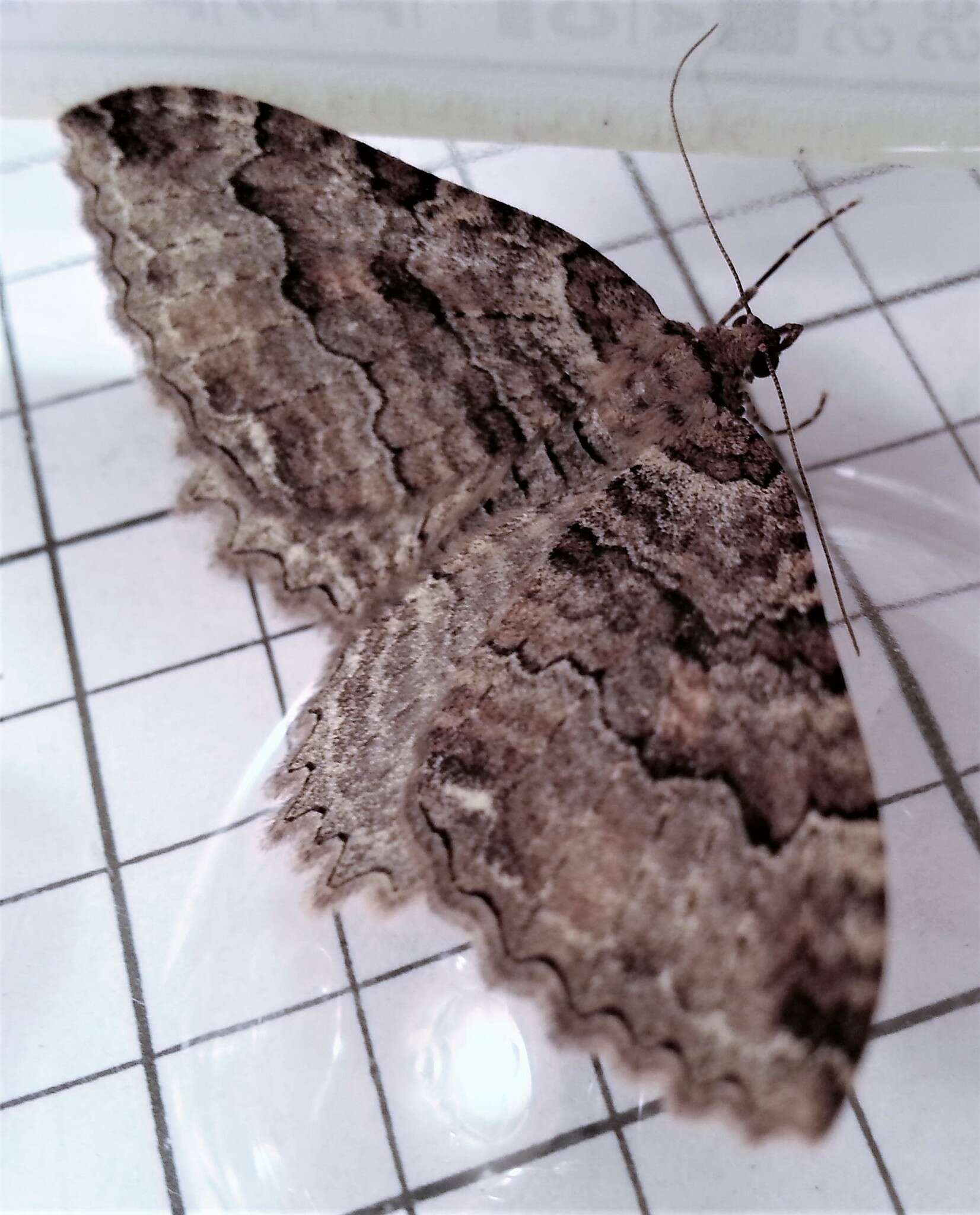 Image of Tissue Moth