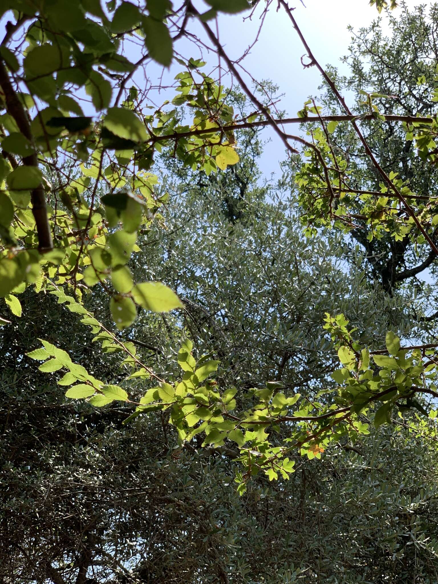 Image of Cretan maple