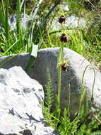 Image of Ophrys maremmae O. Danesch & E. Danesch