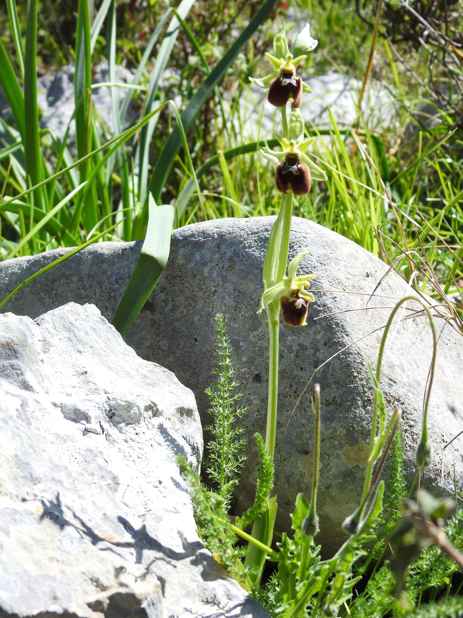 Image of Ophrys maremmae O. Danesch & E. Danesch