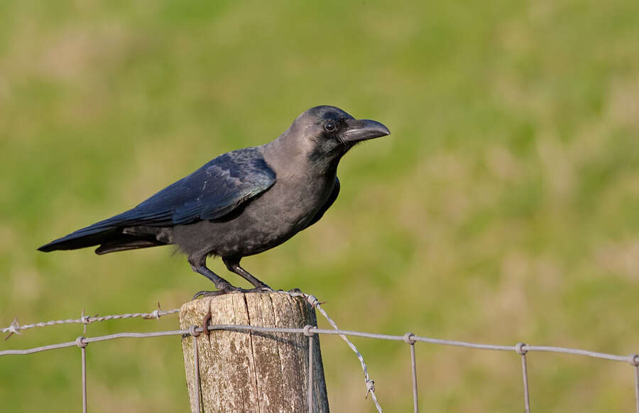 Imagem de Corvus splendens Vieillot 1817