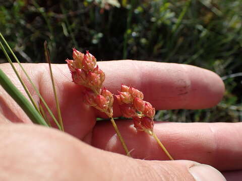 Image of sticky tofieldia