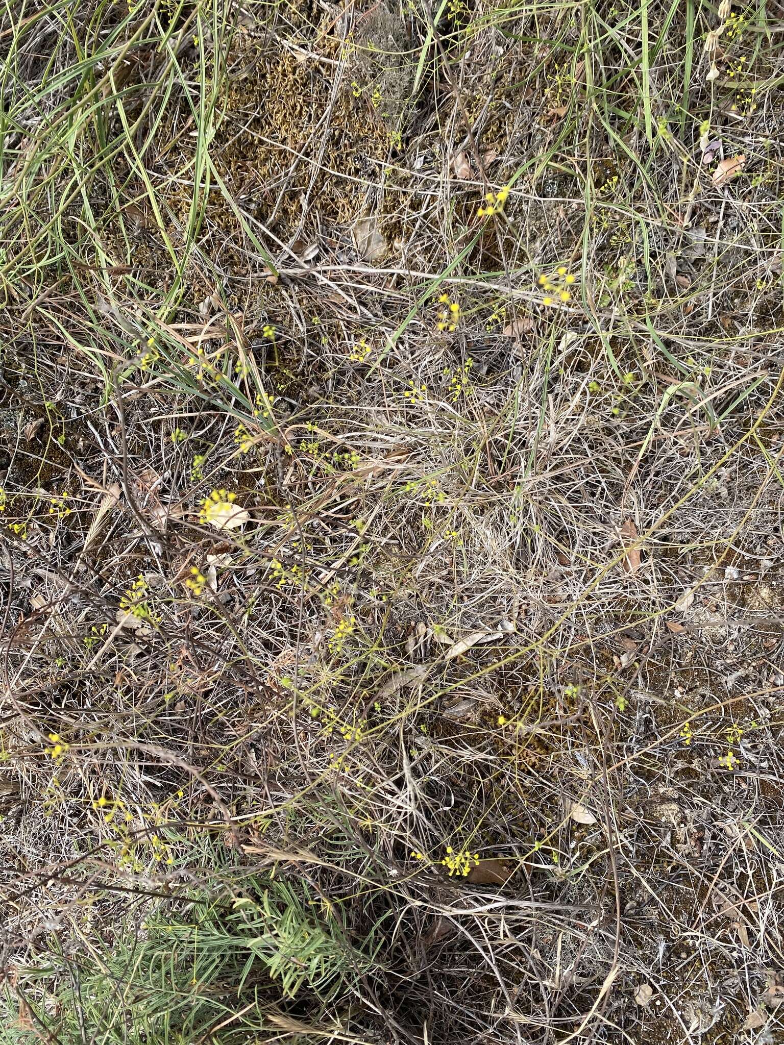 Sivun Bupleurum rigidum subsp. paniculatum (Brot.) H. Wolff kuva
