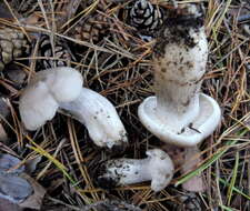 Plancia ëd Tephrocybe putida (P. Karst.) M. M. Moser 1967