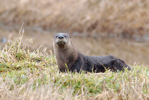 Image of Otter sp.