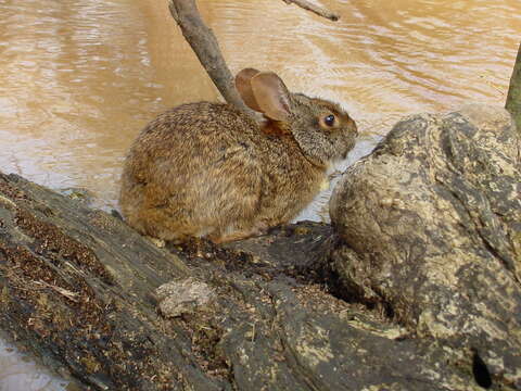 Image of eastern cottontail