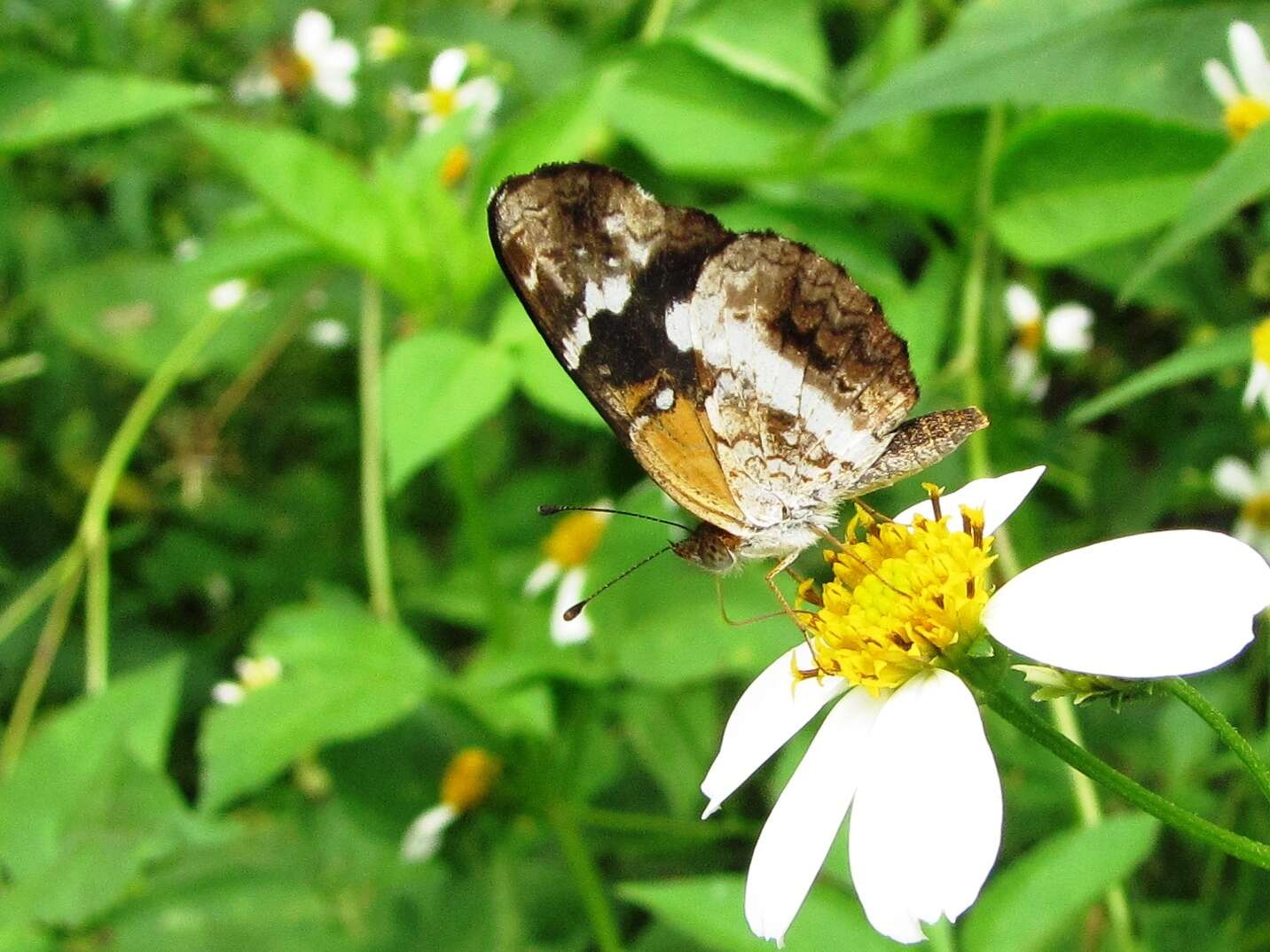 Image of Castilia myia Hewitson 1864