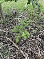 Image de Quercus acutissima Carruth.