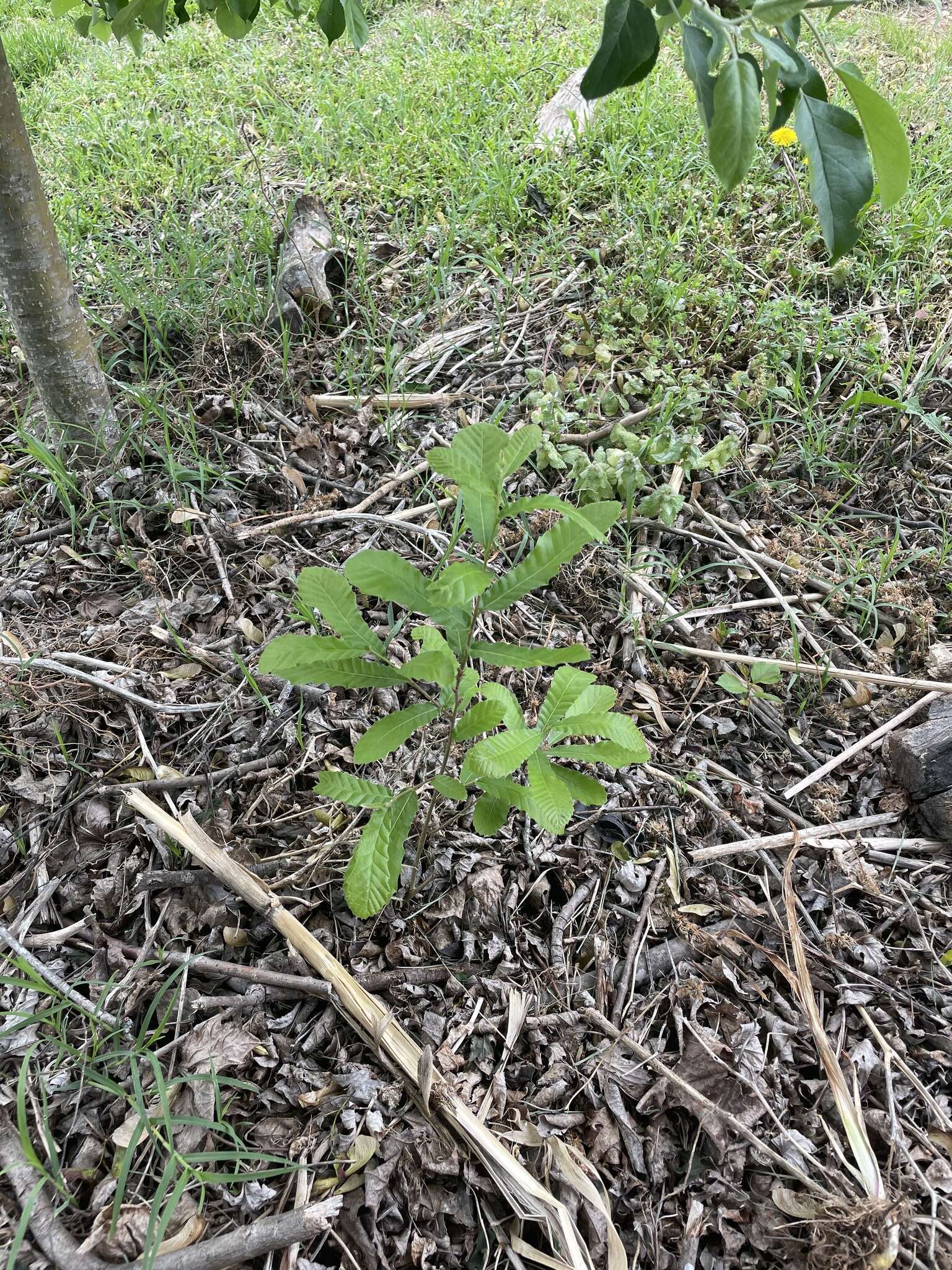 Image de Quercus acutissima Carruth.