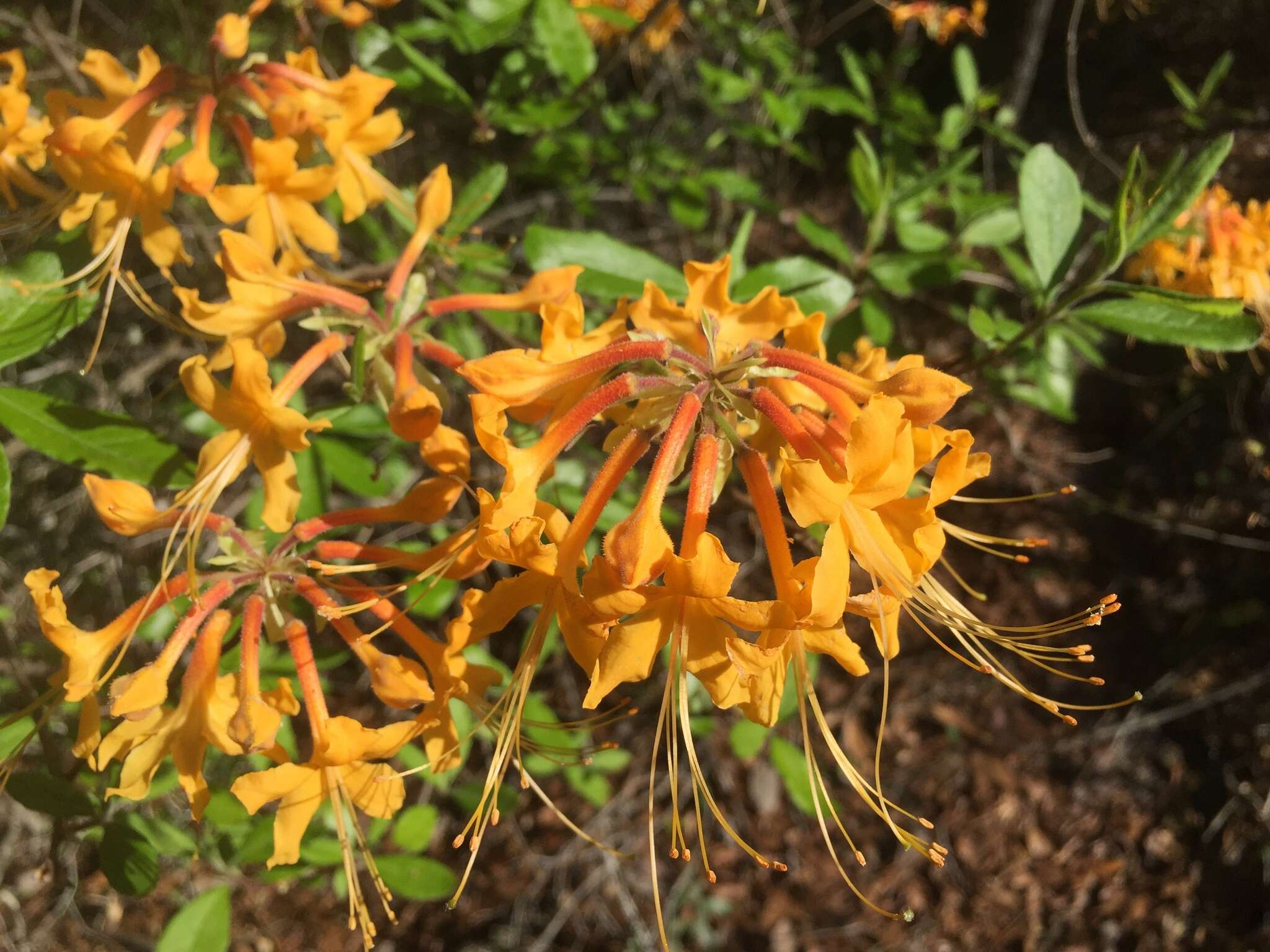 صورة Rhododendron austrinum (Small) Rehd.