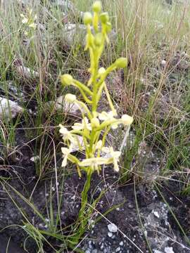 Image of Habenaria ambositrana Schltr.